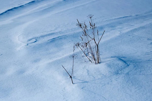 Winter Besneeuwd Bos Maart — Stockfoto