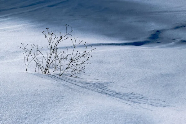 Winter Besneeuwd Bos Maart — Stockfoto