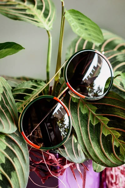 Óculos Moda Uma Moldura Metálica Vermelho Verde Nas Folhas Planta — Fotografia de Stock