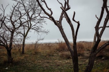 Ağaçların yaprakları bulutlu gökyüzü arka plan üzerinde olmadan