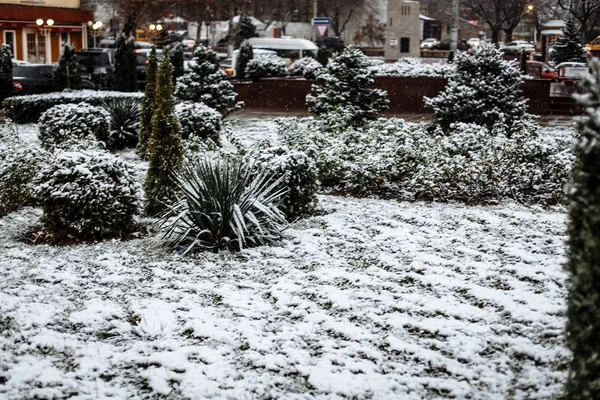 Snow Bushes Park — Stock Photo, Image