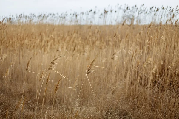 Feld Mit Gelben Ohren — Stockfoto