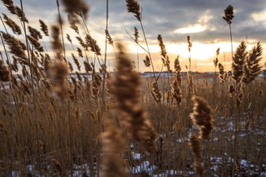 Reed karlı bir plajda