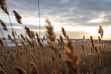 Reed karlı bir plajda