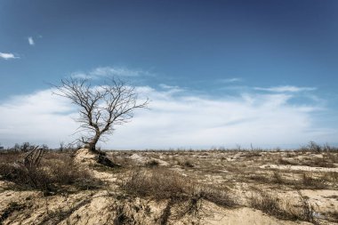 çam ağacı yaprakları gökyüzüne karşı olmadan
