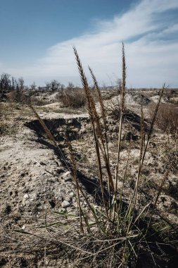 kuru ot sapı kumlu bir arka plan üzerinde