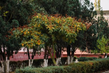 Sonbaharda parkta ağaçlar