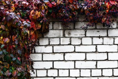 tuğla duvar dekoratif üzüm ile