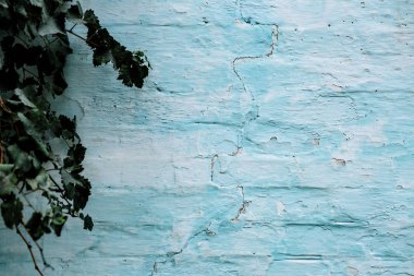 yeşil yaprakları ile eski mavi boyalı tuğla duvar