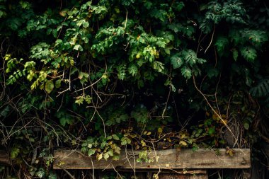 Yeşil yapraklar duvarı