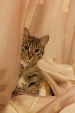 beyaz bej perdeler oturur tabby renkli kedi yavrusu