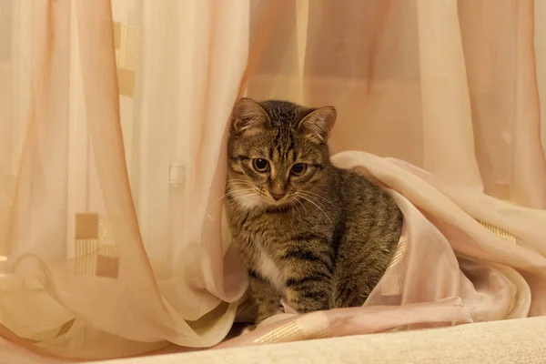 beyaz bej perdeler oturur tabby renkli kedi yavrusu