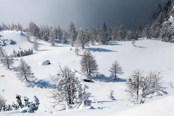 Śnieżny Krajobraz Modrzewia — Zdjęcie stockowe