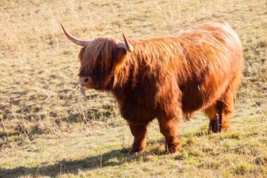 İskoç Highland sığır gün batımında