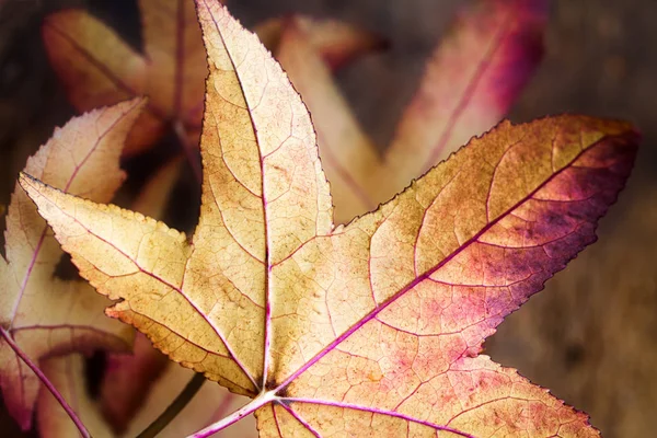 Liść Jesieni Bliska — Zdjęcie stockowe