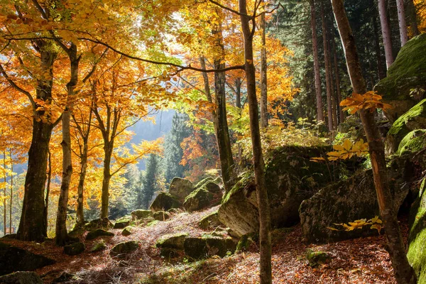 Forest Autumn Season — Stock Photo, Image