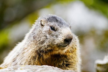 Marmot İtalyan Alplerinin ortasından geçiyordu
