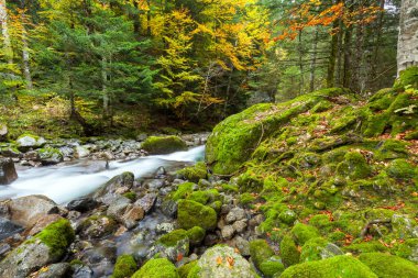 çalılar alp stream