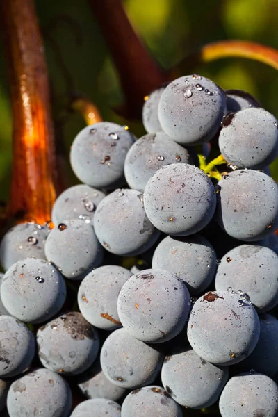 Raisins Vin Noir Gros Plan — Photo