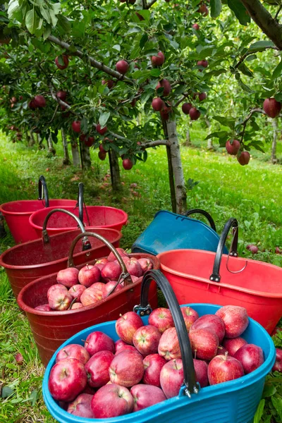 Royal Gala apples - harvest