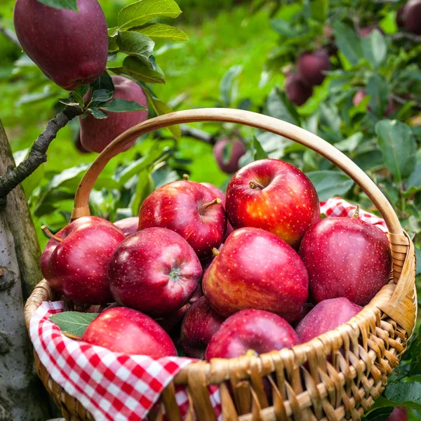 Royal Gala apples - harvest