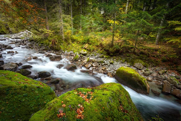 Alpine Stream Undergrowth — Stock Photo, Image