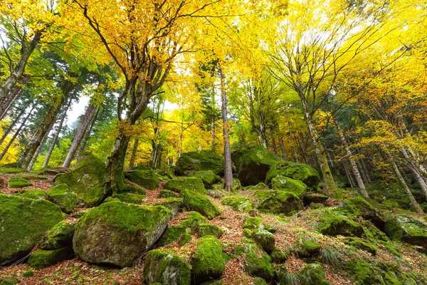 Floresta Vestido Outono — Fotografia de Stock