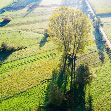 hasat - sonbahar havadan görünümü önce Mısır alanları