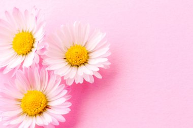 kompozisyon çiçekler - papatya yakın çekim