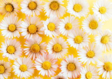 papatya sarı arka planda