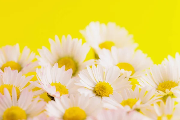 Margherite Sfondo Giallo — Foto Stock