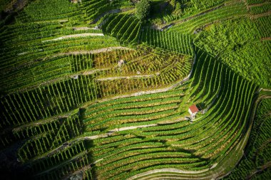 Castionetto di Chiuro - Valtellina (BT) - hava panoramik üzüm bağları