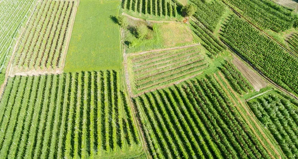 Valtellina Apfelplantagen Chiuro Gebiet Ponte Valtellina Luftaufnahme — Stockfoto