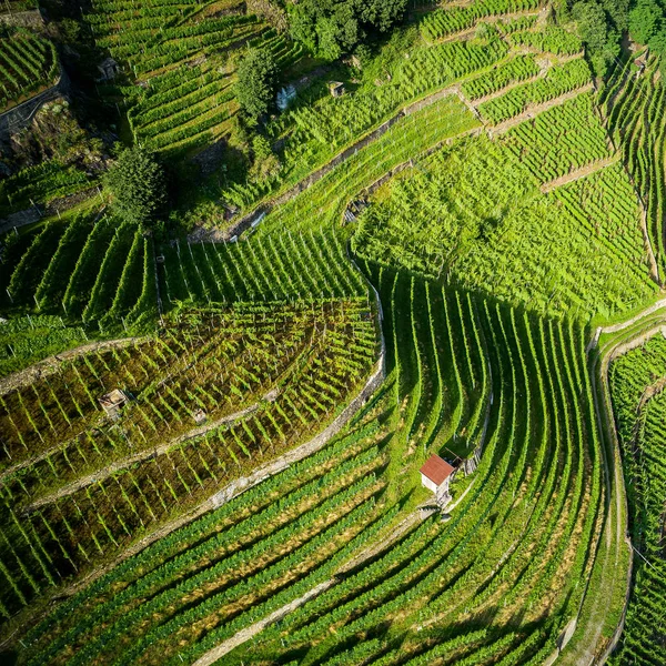 Castionetto Chiuro Valtellina Légi Panoráma Szőlő — Stock Fotó