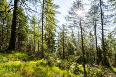 Yaz aylarında karaçam ormanı