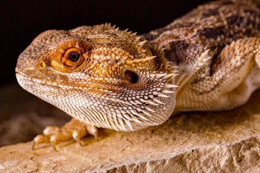 Pogona Vitticeps - yakın çekim