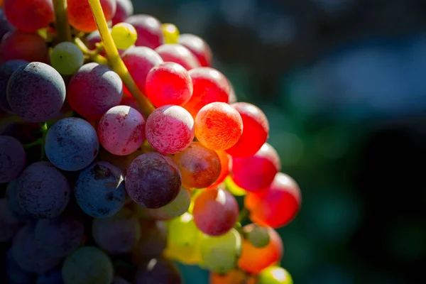 Bunch Ripe Grapes — Stock Photo, Image