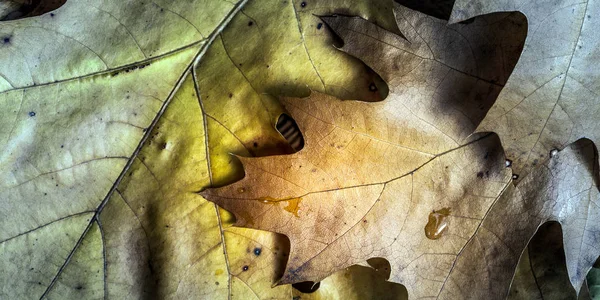 Herfst Achtergrond Met Bladeren — Stockfoto