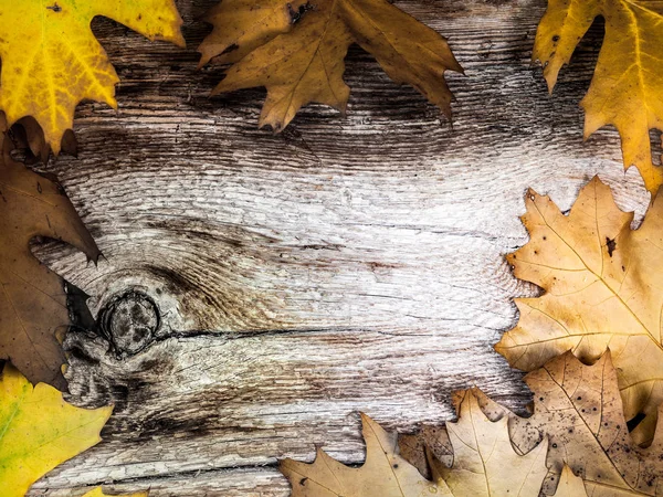 Herfst Achtergrond Met Bladeren — Stockfoto