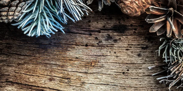 Latar Belakang Dengan Silver Pine Sprig — Stok Foto