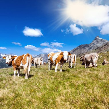 cows in high mountain pasture clipart