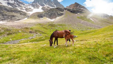 Mare alanında tayı ile