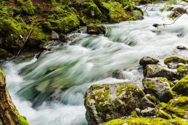 Ormanın içinde hızlı 