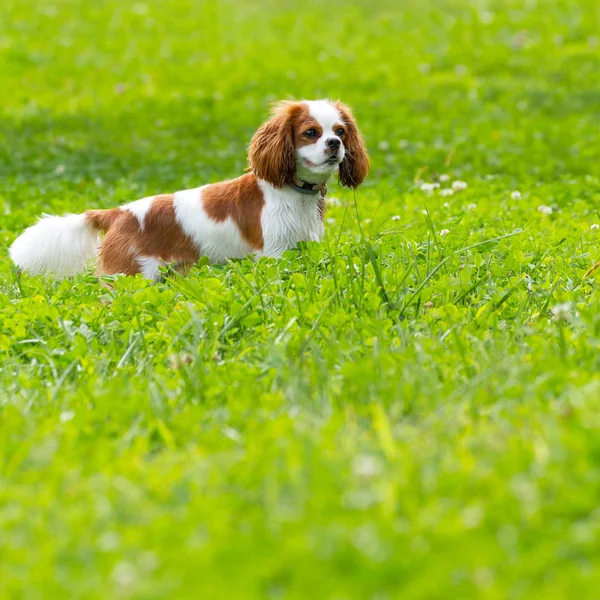 Cavalier King Charles Spaniel Blenheim — Stock Photo, Image