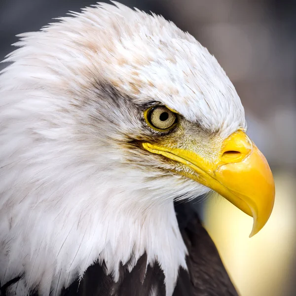 American Eagle - portrait - eye