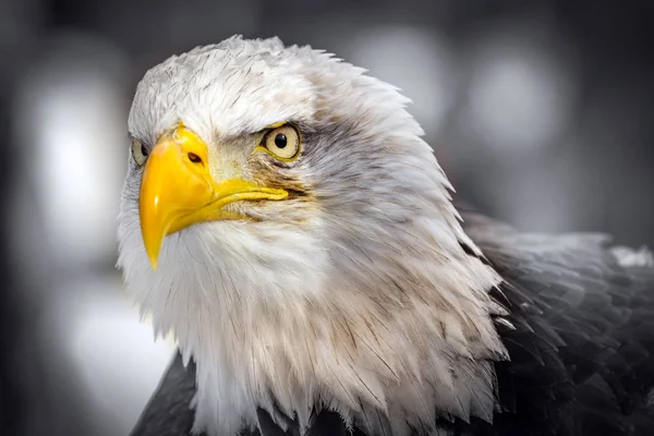 American Eagle Portrait Eye — Stock Photo, Image