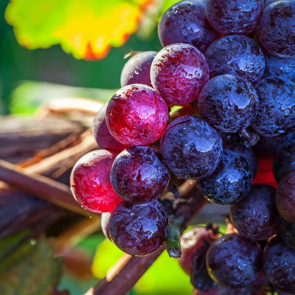 Bouquet Raisins Rouges — Photo