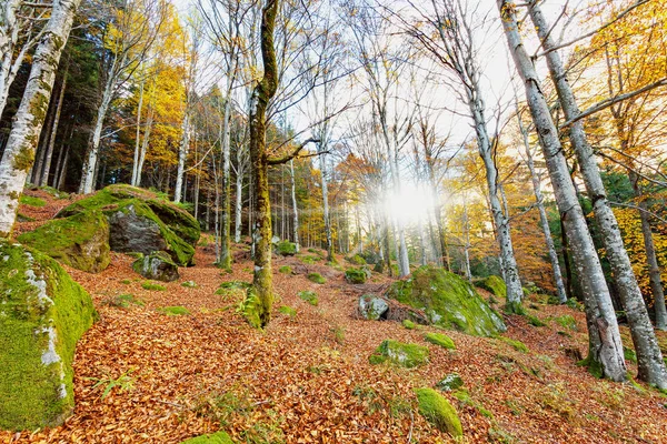 Faia Com Sol Paisagem — Fotografia de Stock