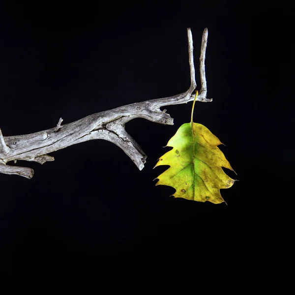 Bladverliezende Leaf Close — Stockfoto