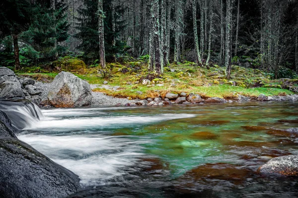 Ruscello Alpino Con Bosco Conifere — Foto Stock